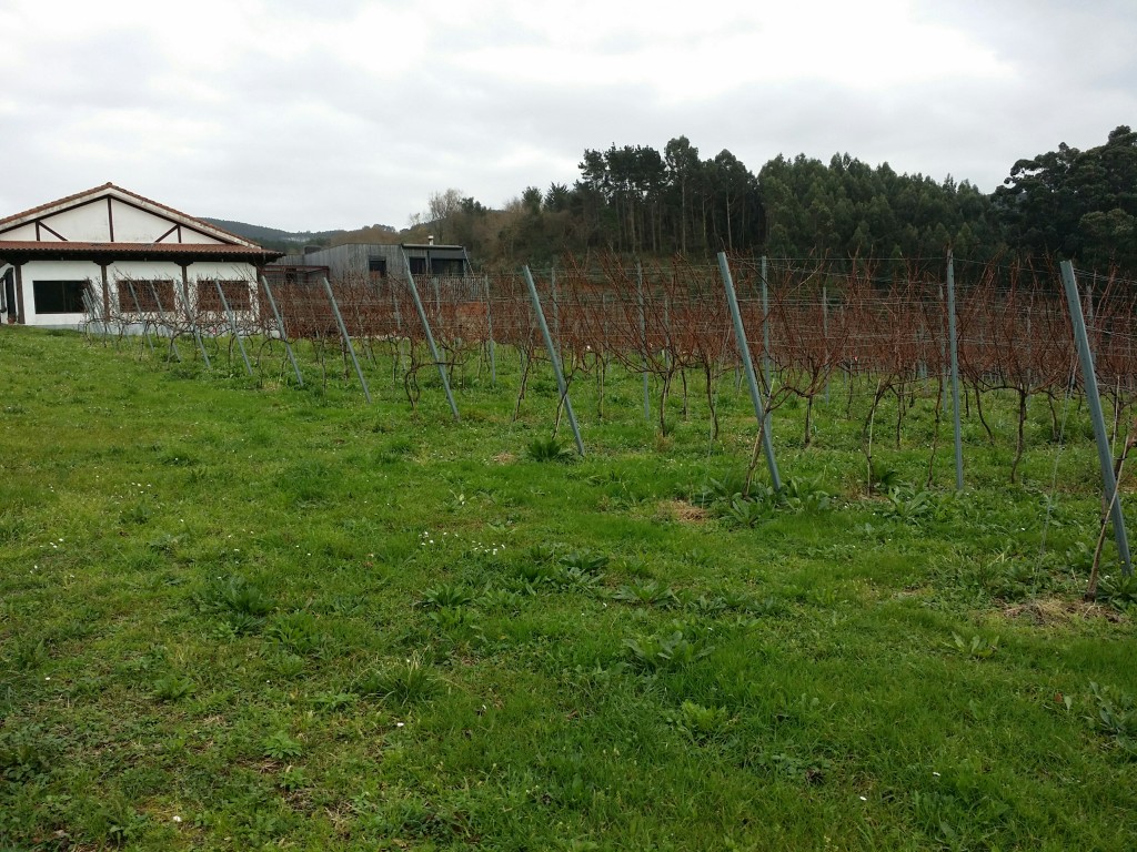 Viñedos Doniene Gorrondona