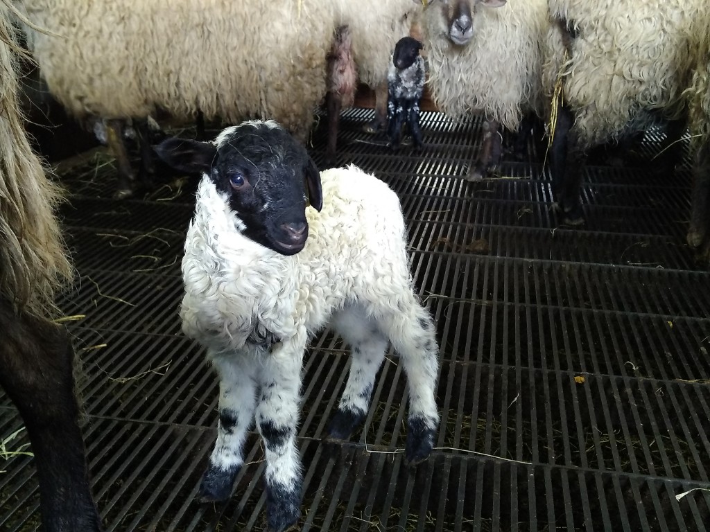 Lamb, Maider Unda cheese factory, Atxeta
