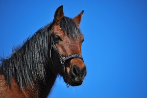 Horseback riding in the Basque Country