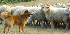 Pastor vasco con ovejas