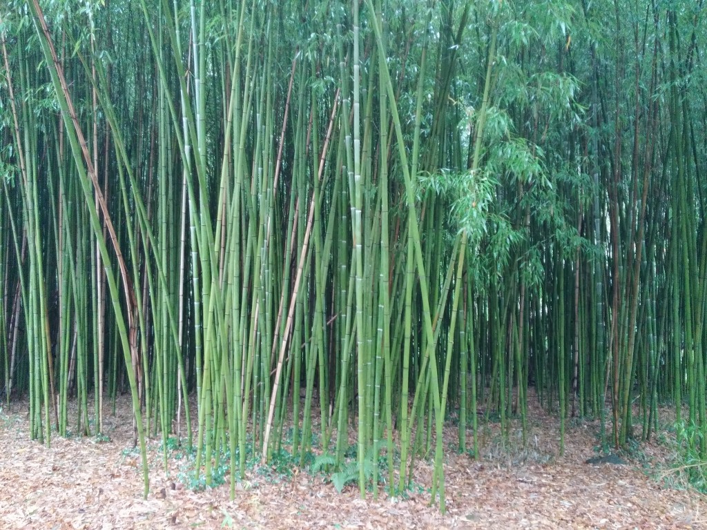 Cañas de bambu en el entorno de la ferrería el pobal