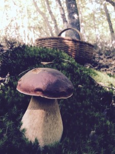 El rey del bosque por TurismoVasco