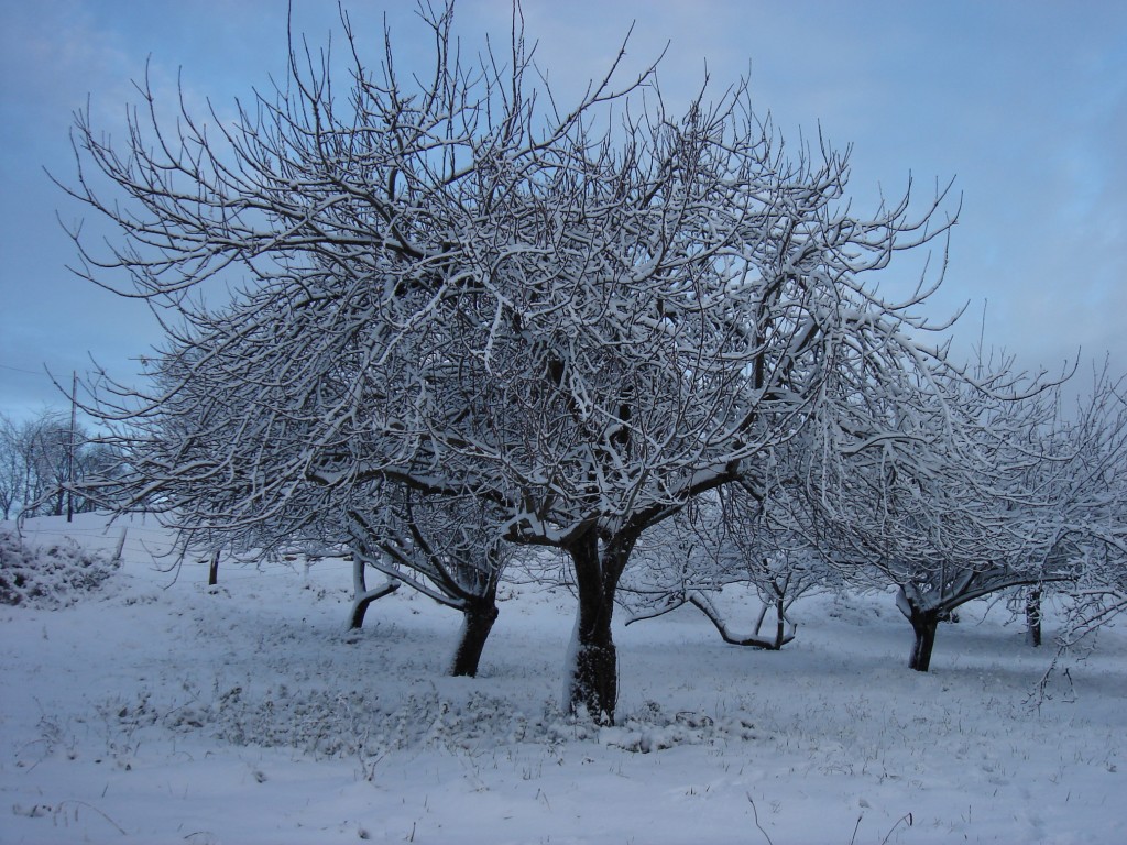 Manzanos con nieve, Sagardotegiak
