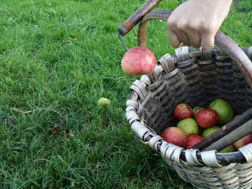 kizki, utensilio para coger manzanas en Sagardoetxea