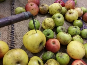 Recogida de manzanas con Kizki