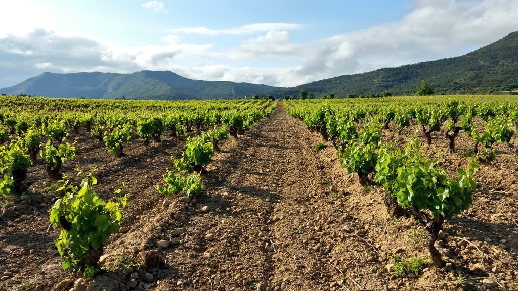 Ruta entre viñedos, Rioja Alavesa