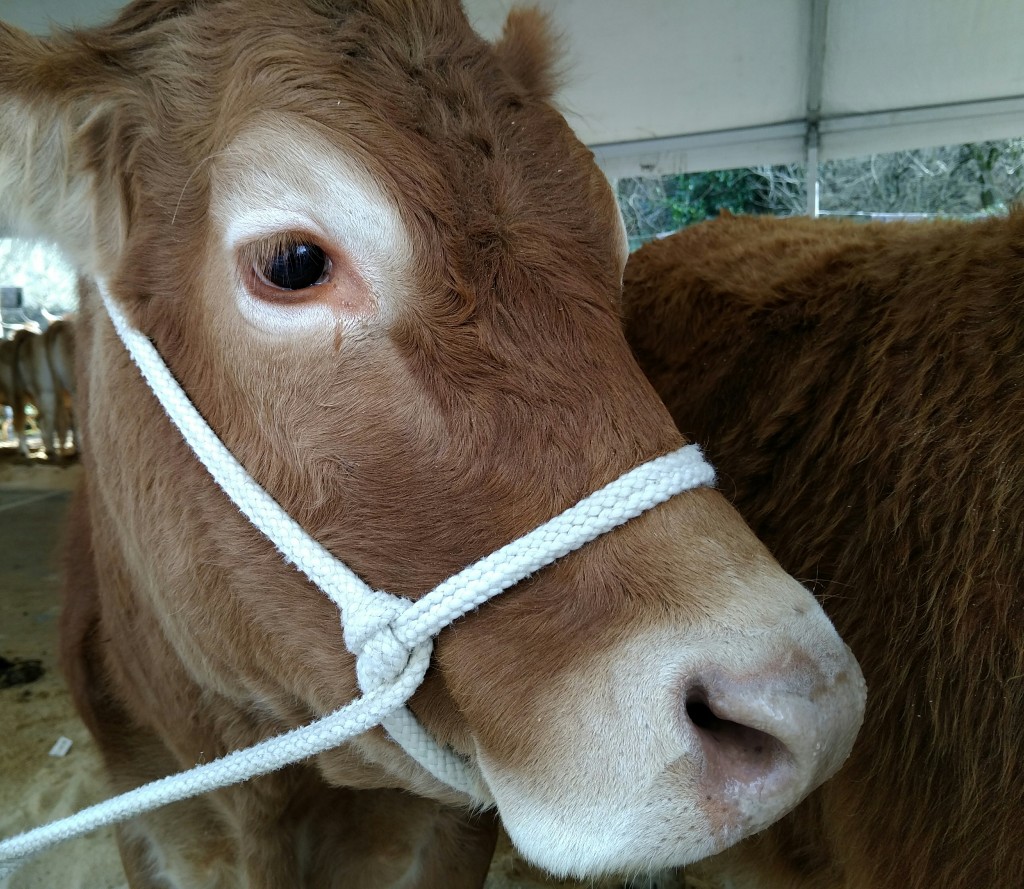 Pyrenean cow San Blas Abadiño