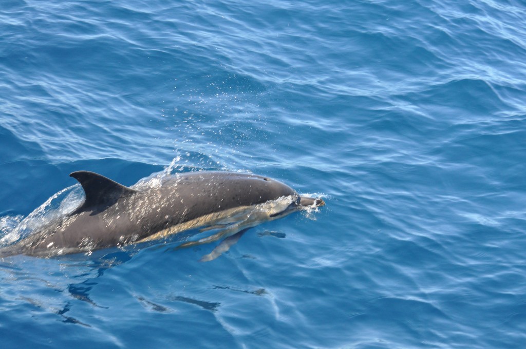 Delfin en el País Vasco