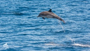 Delfin fuera del agua ambar