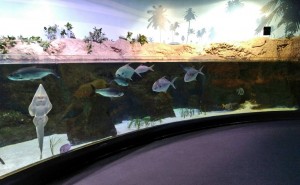 Aquarium de Biarritz, agua caliente