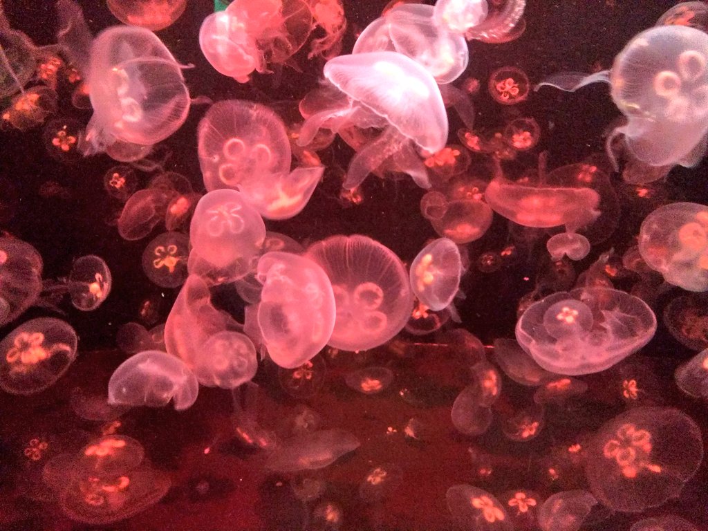 Medusas rojas en el aquarium de Biarritz | TurismoVasco.com