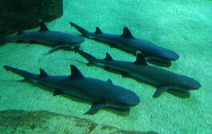 Tiburones en el aquarium de Biarritz