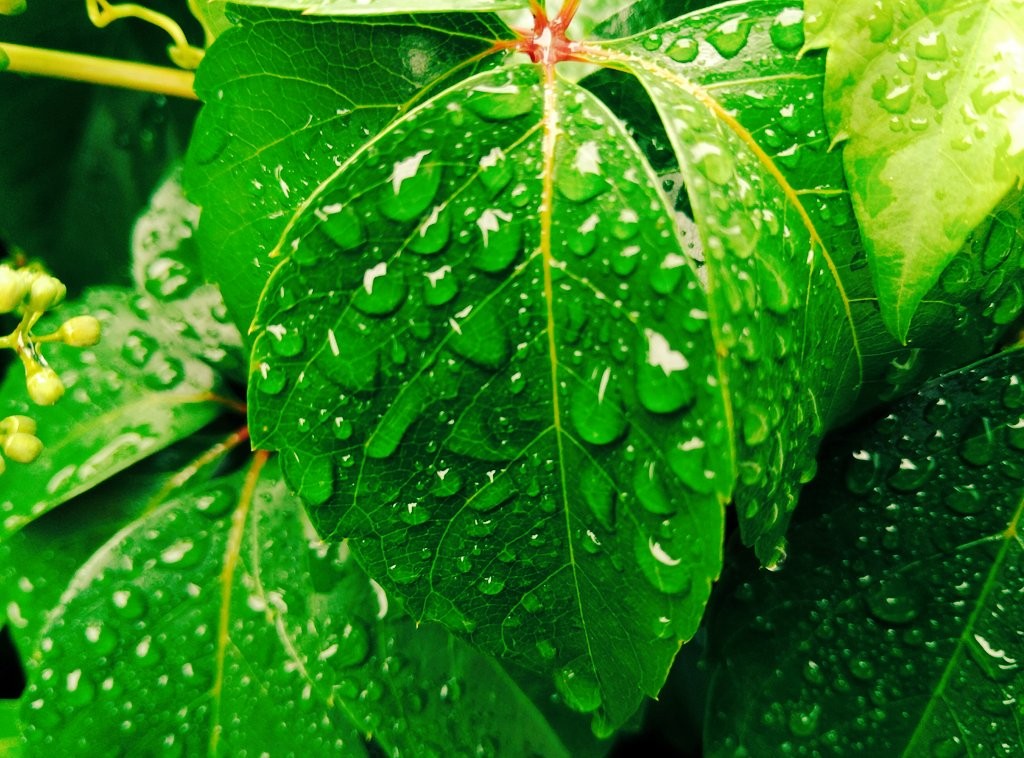 Water, drops, rain, nature, señorio de Bertiz