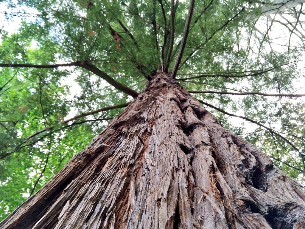 Tree of the Señorío de Bertiz