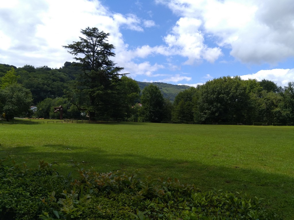 Cedar from the Garden of the Señorío de Bertiz