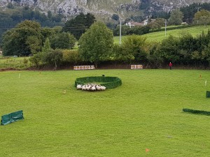 2 ejercicio, Campeonato de perros pastores de Euskal Herria
