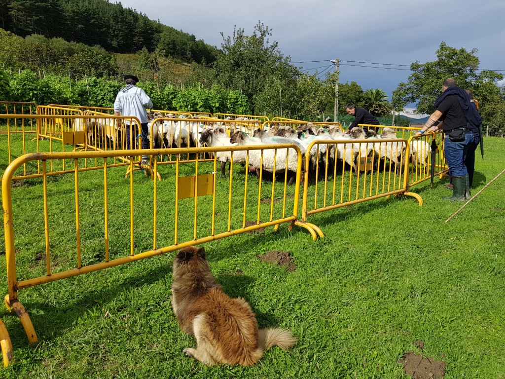 Organización , Campeonato de perros pastores de Euskal Herria