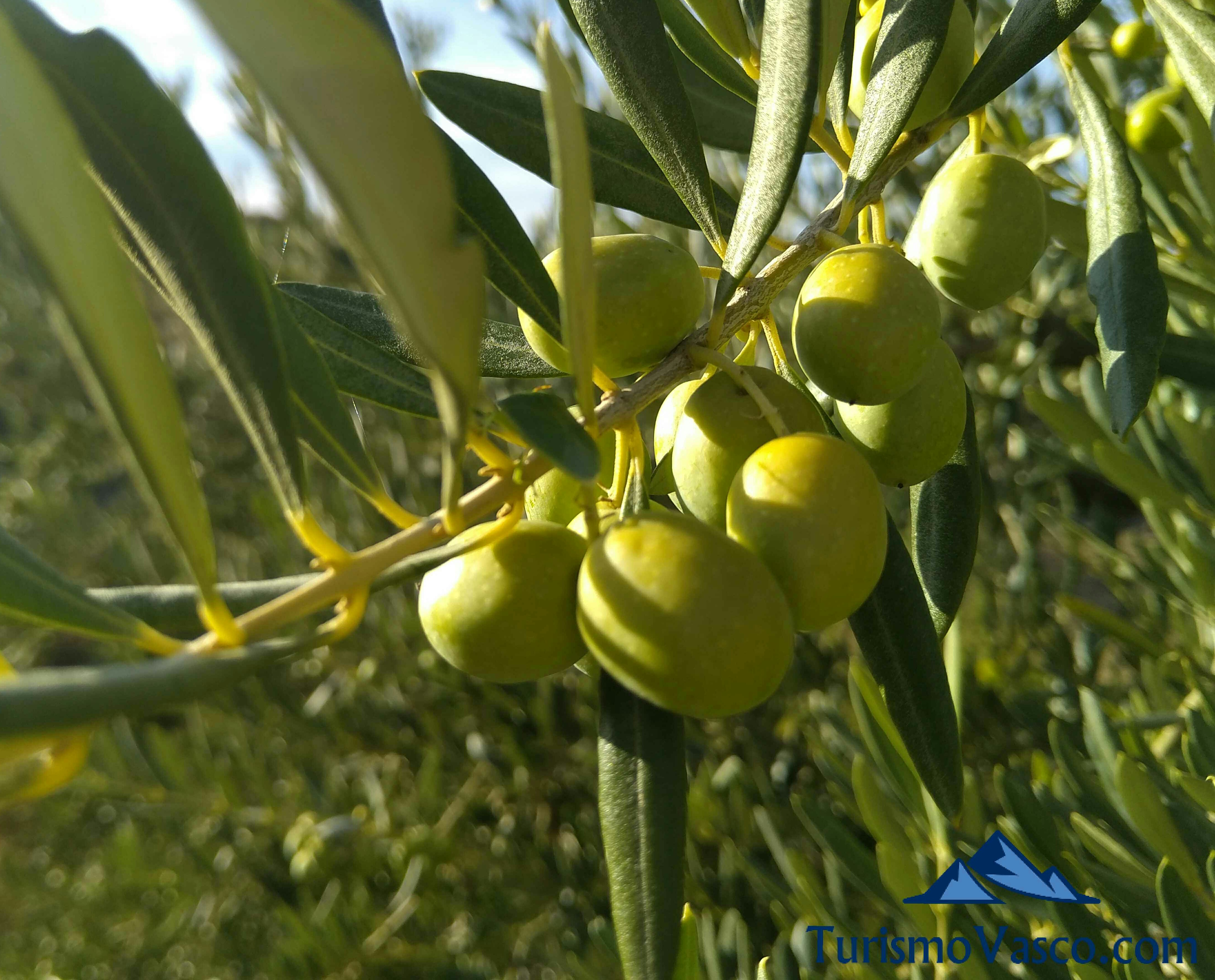 Racimo de olivas en Moreda