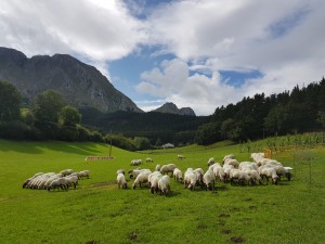 Rebaño de ovejas, Campeonato de perros pastores de Euskal Herria