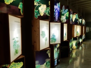 Variedades de vids en el Museo de la Viña y el Vino de Navarra