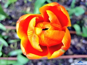Flor naranja del Jardín Botánico de Barakaldo