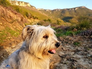 Udi, el perro pastor vasco de la casa rural Monaut del Pirineo Navarro