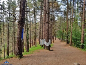 Caminando entre los arboles pintados del bosque de oma