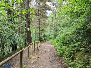 Camino de bajada hacia el Bosque de Oma, el Bosque Pintado