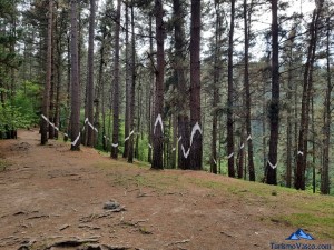 Montañas en el bosque de oma, el bosque pintado