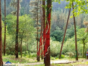 Rojo pasion en el bosque de oma, el bosque pintado