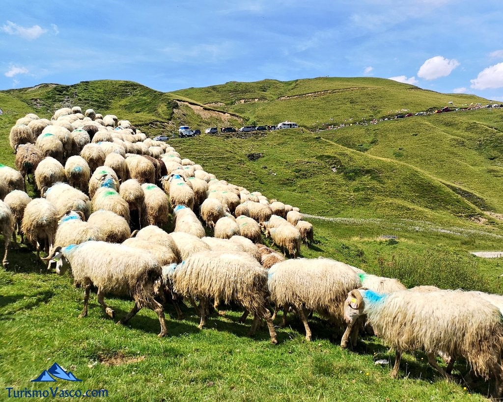 rebaño de ovejas tour de francia