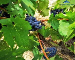 viñedos, uva, rioja alavesa