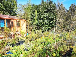 Taller y jardin, taller de plantas medicinales en Zeanuri
