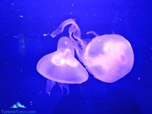 medusas, Museo de la ciencia, Eureka Zientzia Museoa