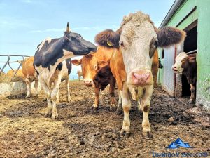 vacas cuadra, visita caserio vasco