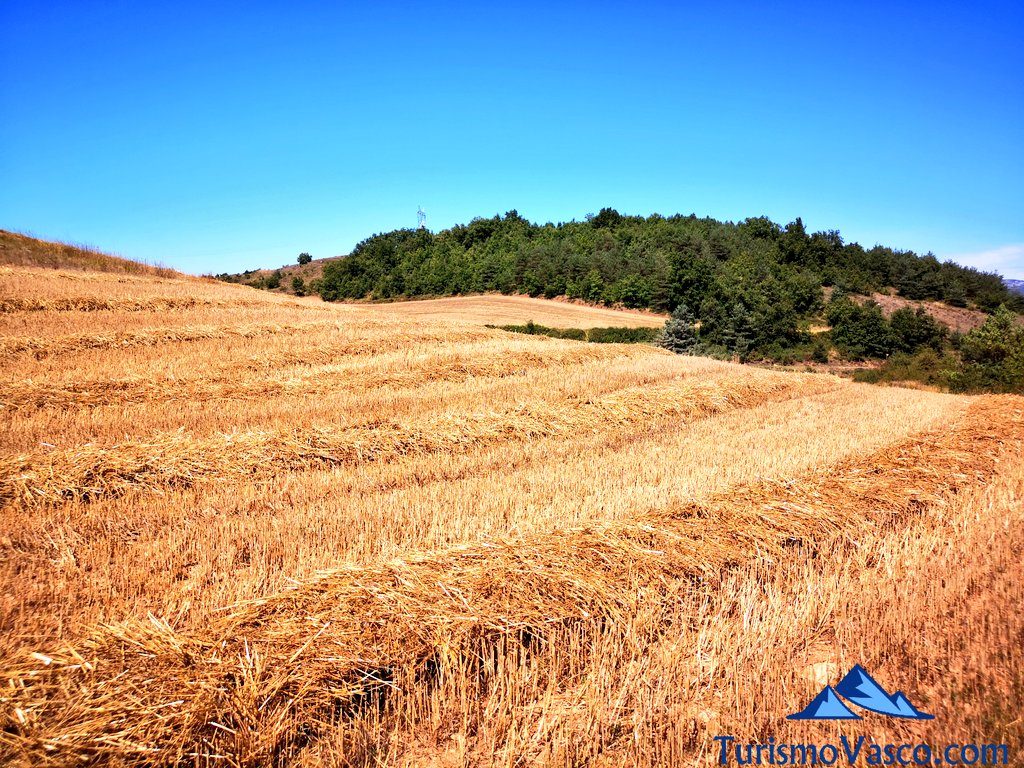 cereal fields, ruta salinas de añana, salinas de añana route