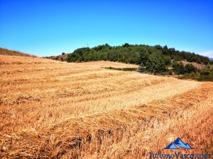 campos de cereal, ruta salinas de añana