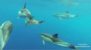 delfines bajo el agua, Ver ballenas en Euskadi
