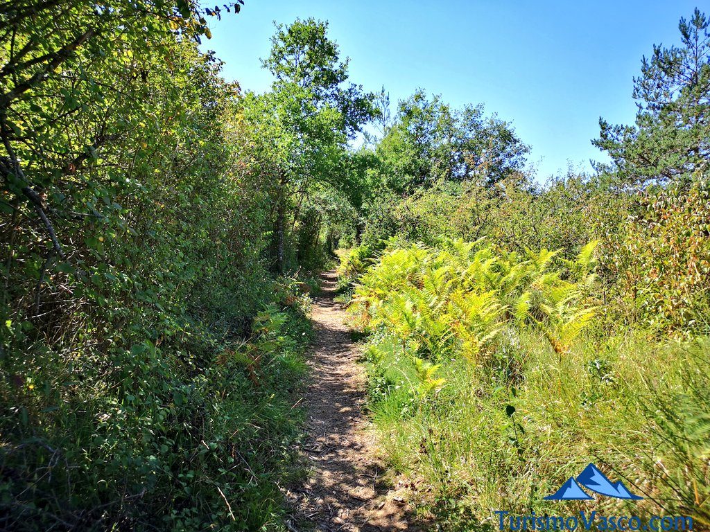 ferns and oaks, salt marshes of añana route