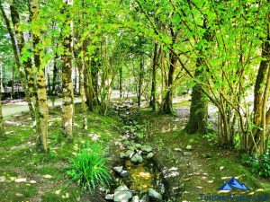 arroyo, baños de bosque en Euskadi