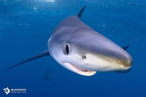 dientes tiburon, nadar con tiburones en Euskadi