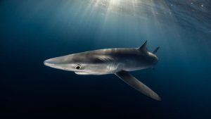 snorkel con tiburones, nadar con tiburones en Euskadi