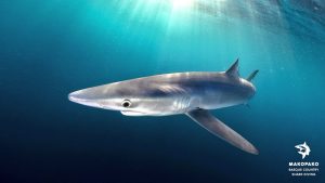 tiburon azul en urdaibai, nadar con tiburones en Euskadi