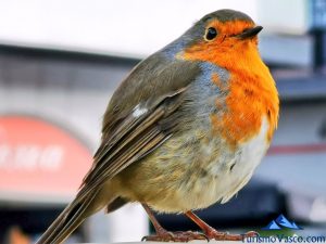 txantxangorria, petirrojo, pajaro, natura