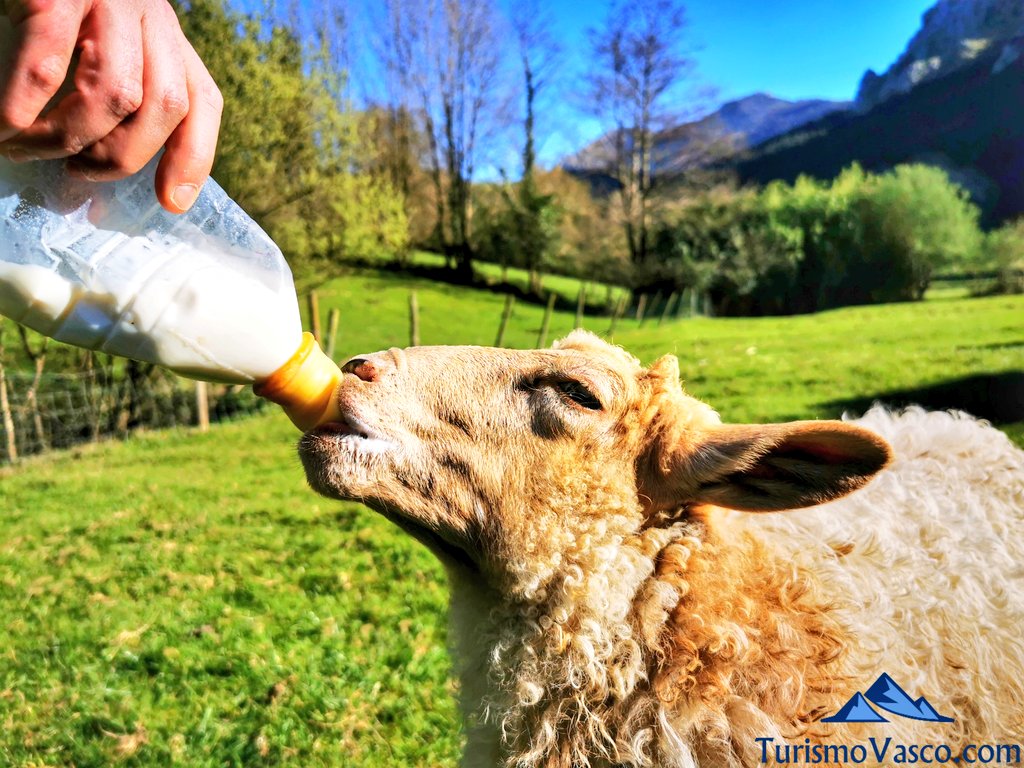 biberon cordero en alluitz, pastor por un día en Euskadi