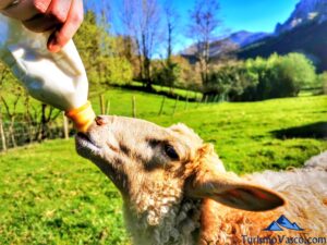 parque natural de urkiola, pastor por un día en Euskadi
