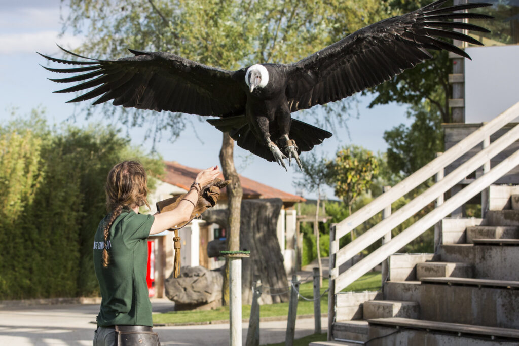 Condor espectaculo rapaces, parque Senda Viva, qué ver en Arguedas, qué ver en las Bardenas
