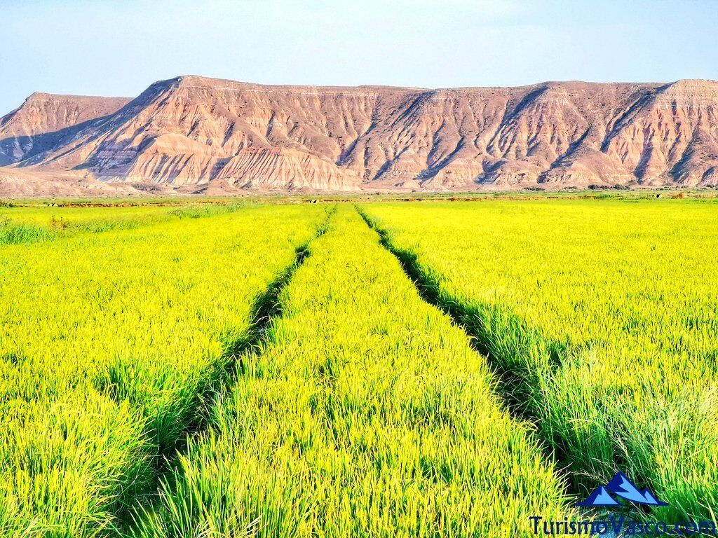 rice fields in the bardenas, what to see in the bardenas, what to see in arguedas, what to see in arguedas