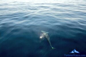 delfin costa vasca, Ruta en barco para ver cetáceos en Donostia San Sebastián