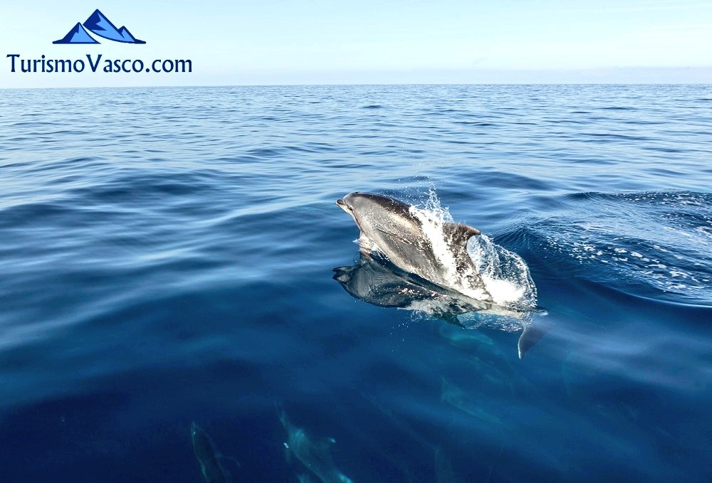 delfin en donostia san sebastian, Ruta en barco para ver cetáceos en Donostia San Sebastián